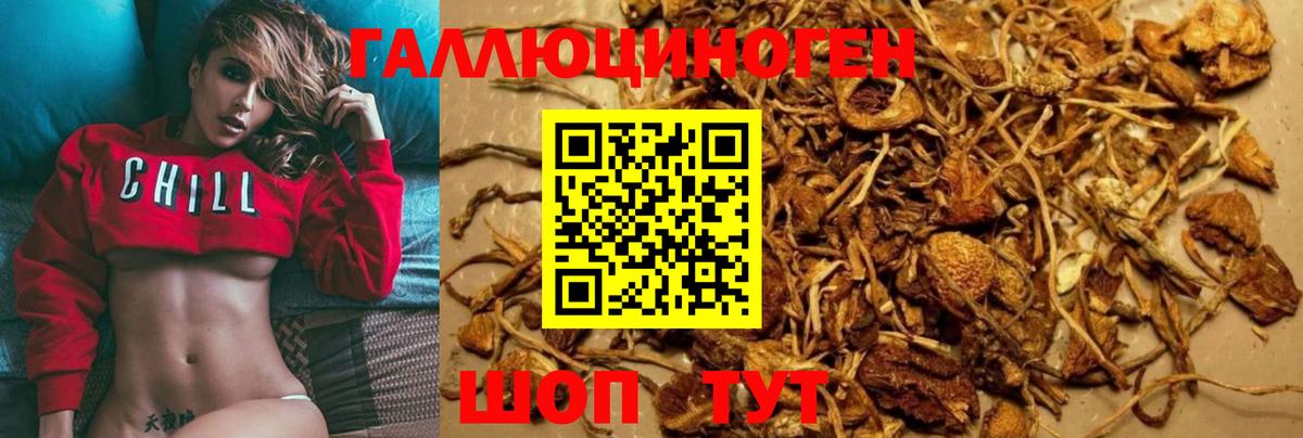 Галлюциногенные грибы Psilocybe Ишимбай